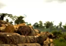 Sob Bolsonaro, Amazônia viu subir desmatamento, garimpo e violência