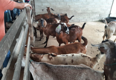 Produtores rurais conhecem programas de melhoramento genético de caprinos e ovinos em Pendência